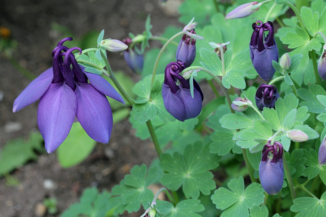 Aquilegia