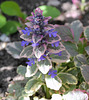 Bugle rampant tricolore
