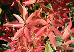 Pieris japonica (2)