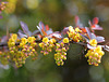 Berberis thunbergii