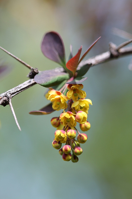 Berberis thunbergii (2)