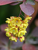 Berberis thunbergii (3)