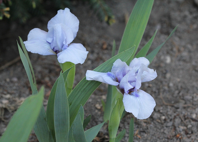 Iris nain (2)