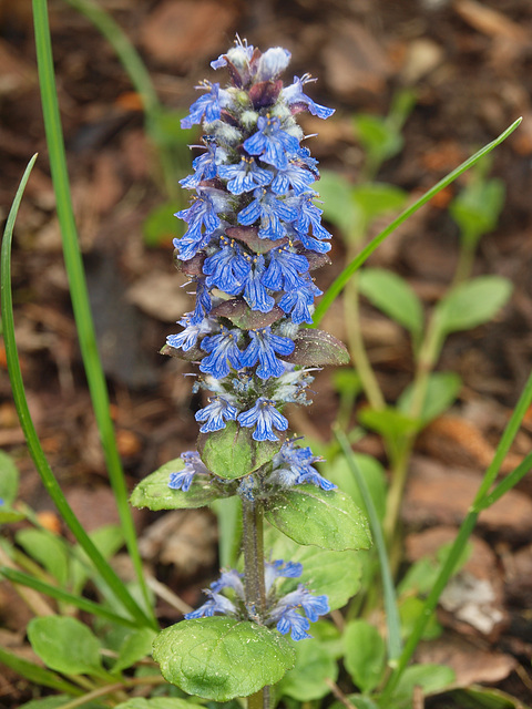 blaues Rufzeichen