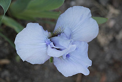 Iris nain - Sapphire Jewels