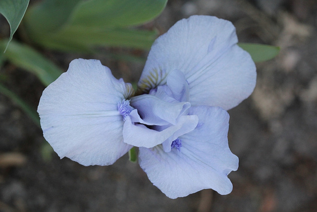 Iris nain - Sapphire Jewels