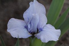 Iris nain (3)