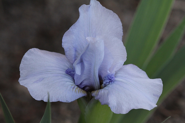 Iris nain (3)