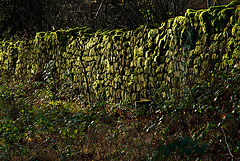 außer Moos nichts los / mossy wall in the morning-sun