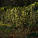außer Moos nichts los / mossy wall in the morning-sun