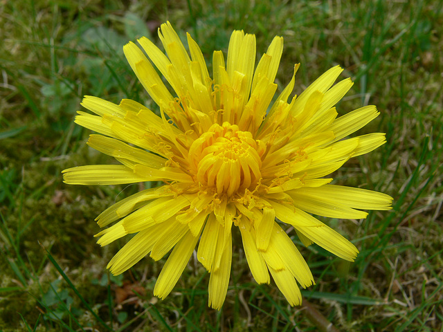 wie die aufgehende Sonne