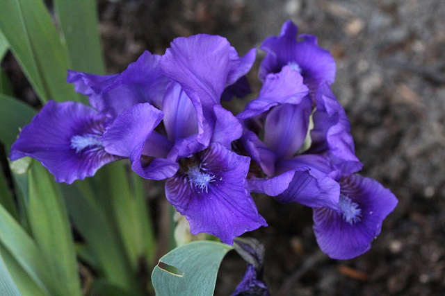 Iris nain ' Banburry Ruffles '