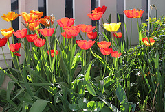 Tulipes coquelicots