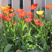 Tulipes coquelicots (2)