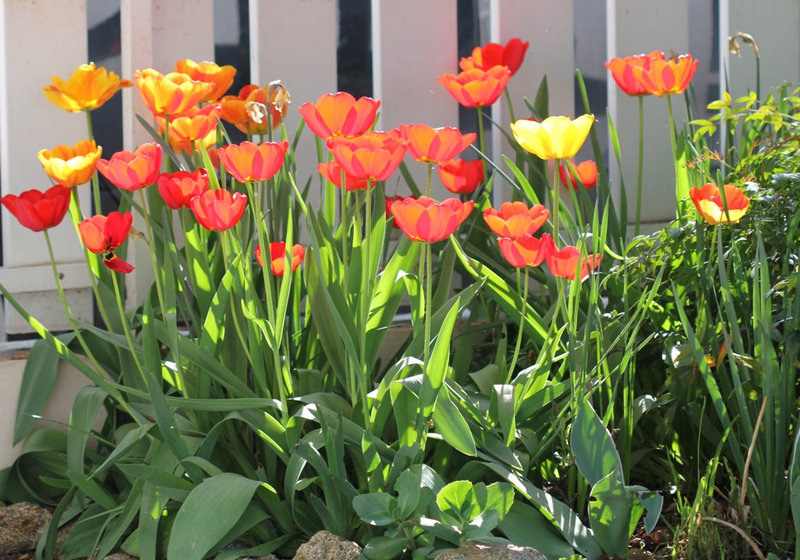 Tulipes coquelicots (2)