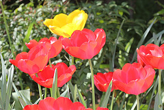 rouge pétant chez les tulipes