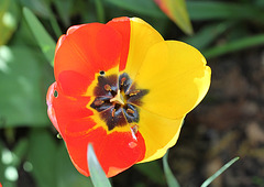 tulipe-Chimère rouge et jaune