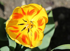 Tulipe flammée (3)