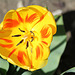 Tulipe flammée (3)