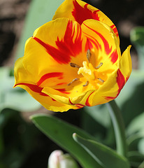 Tulipe flammée (2)