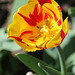 Tulipe flammée (2)