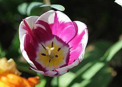 tulipe flammée