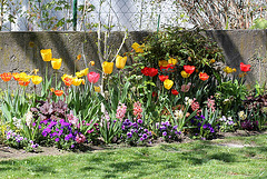 massif aux tulipes