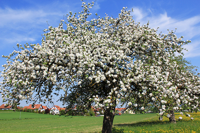 Apfelbaum