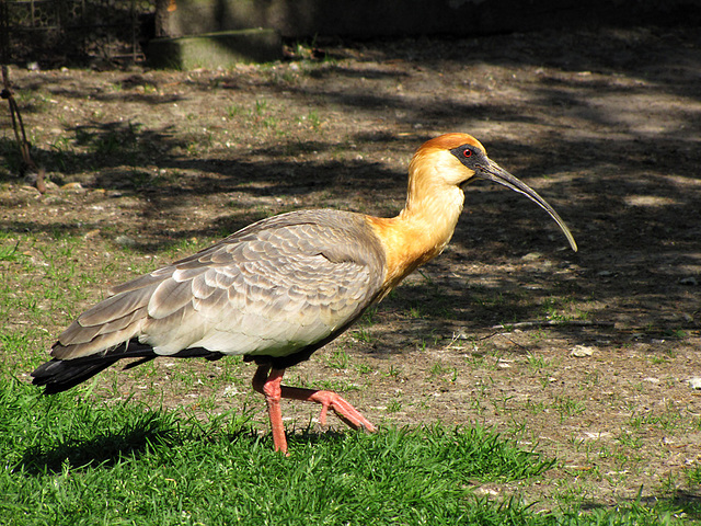 Ibis/Reiher?