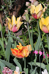Grandes tulipes