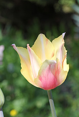 Grande tulipe (2)