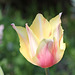 Grande tulipe (2)