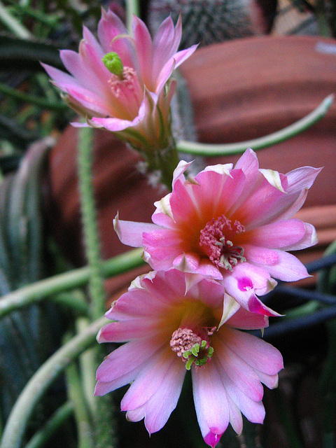 Cactus Flowers (1749)