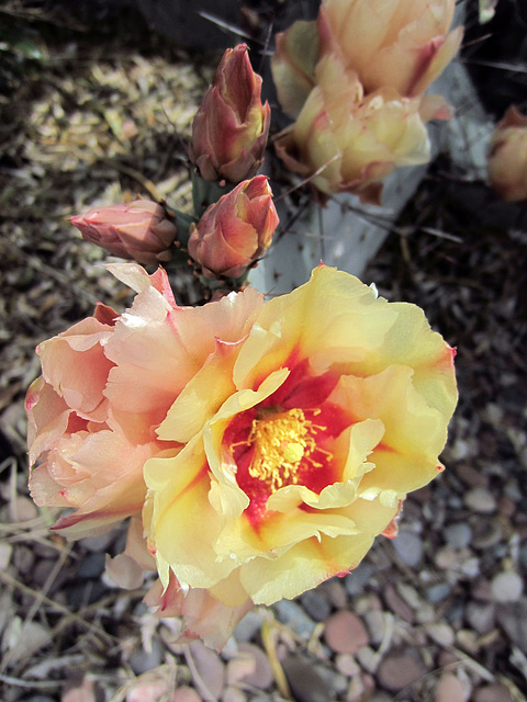 Cactus Flower (0310)