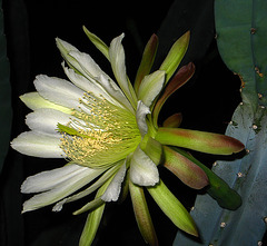 Cereus Bloom (1764)