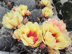 Cactus Flowers (0311)
