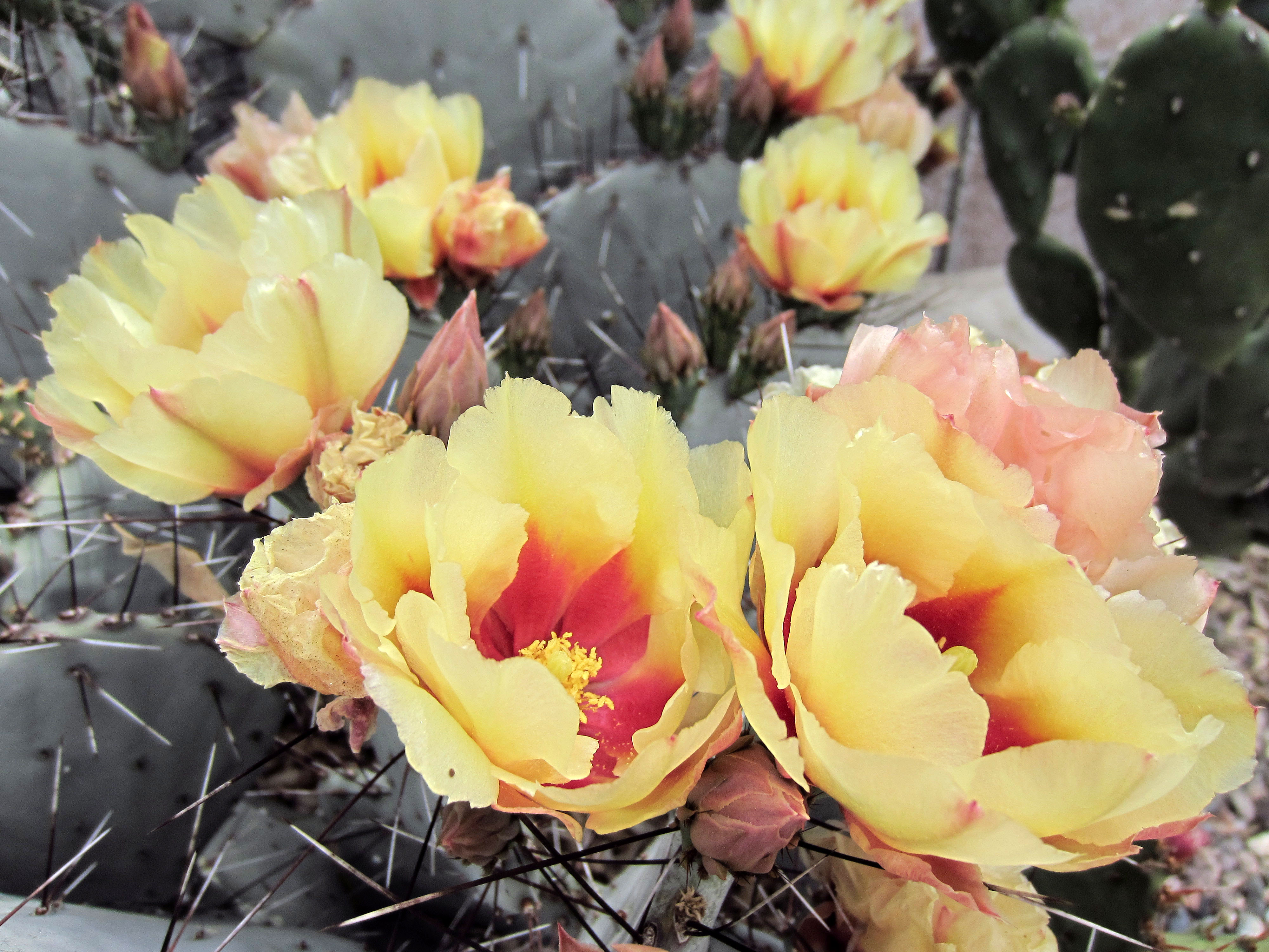 Cactus Flowers (0311)