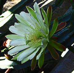 Cereus Bloom (1766)