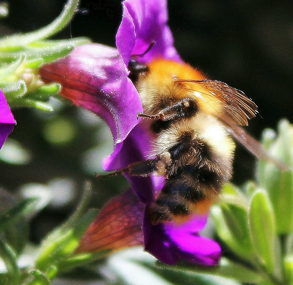 'Gemeine Pelzbiene'