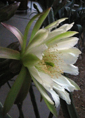Cereus Flower (1758)