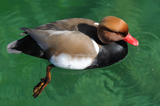 Nette rousse