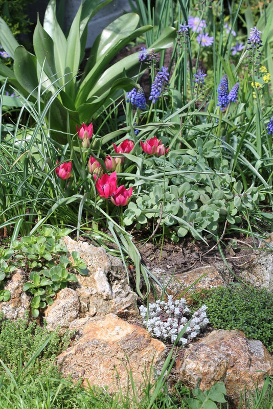 Bord de Rocaille au 9 avril