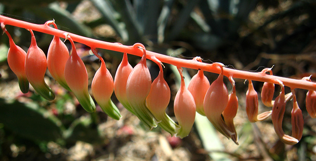 Flowers (1754)