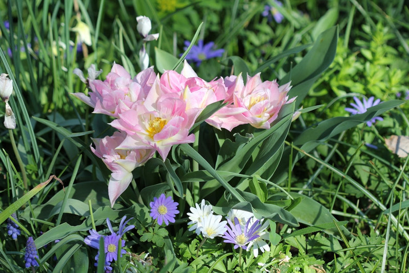 tulipes doubles roses (2)