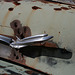 Junked Car Body at Mine Site (0085)