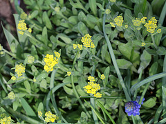 Aurinia saxatilis-alysse corbeille d'or