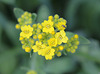 Aurinia saxatilis-alysse corbeille d'or