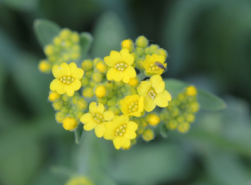 Aurinia saxatilis-alysse corbeille d'or