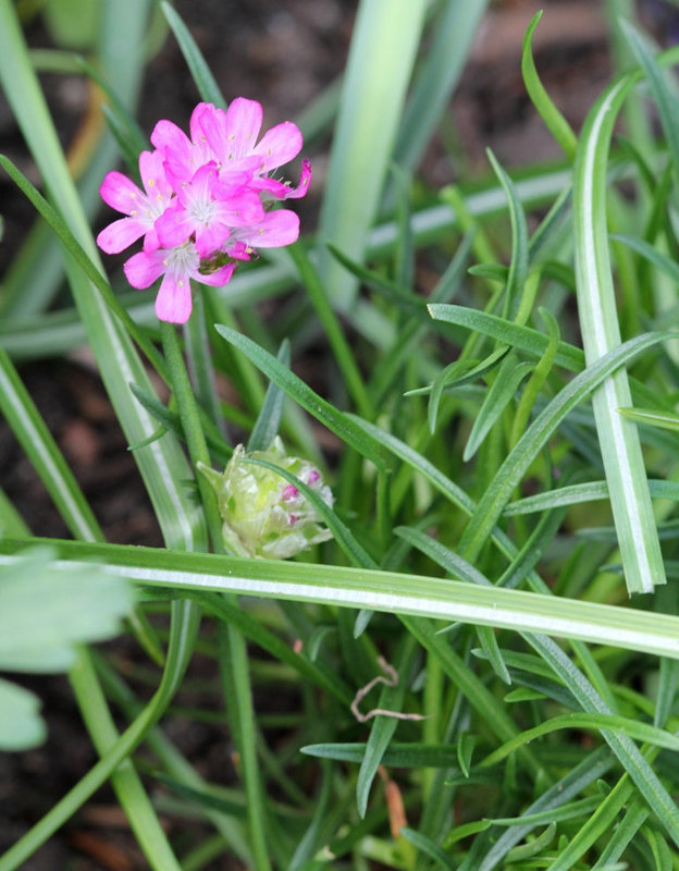 Armeria maritima