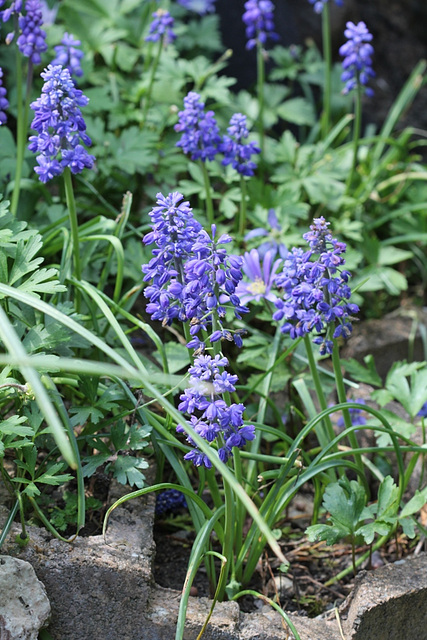 Muscari armeniacum double